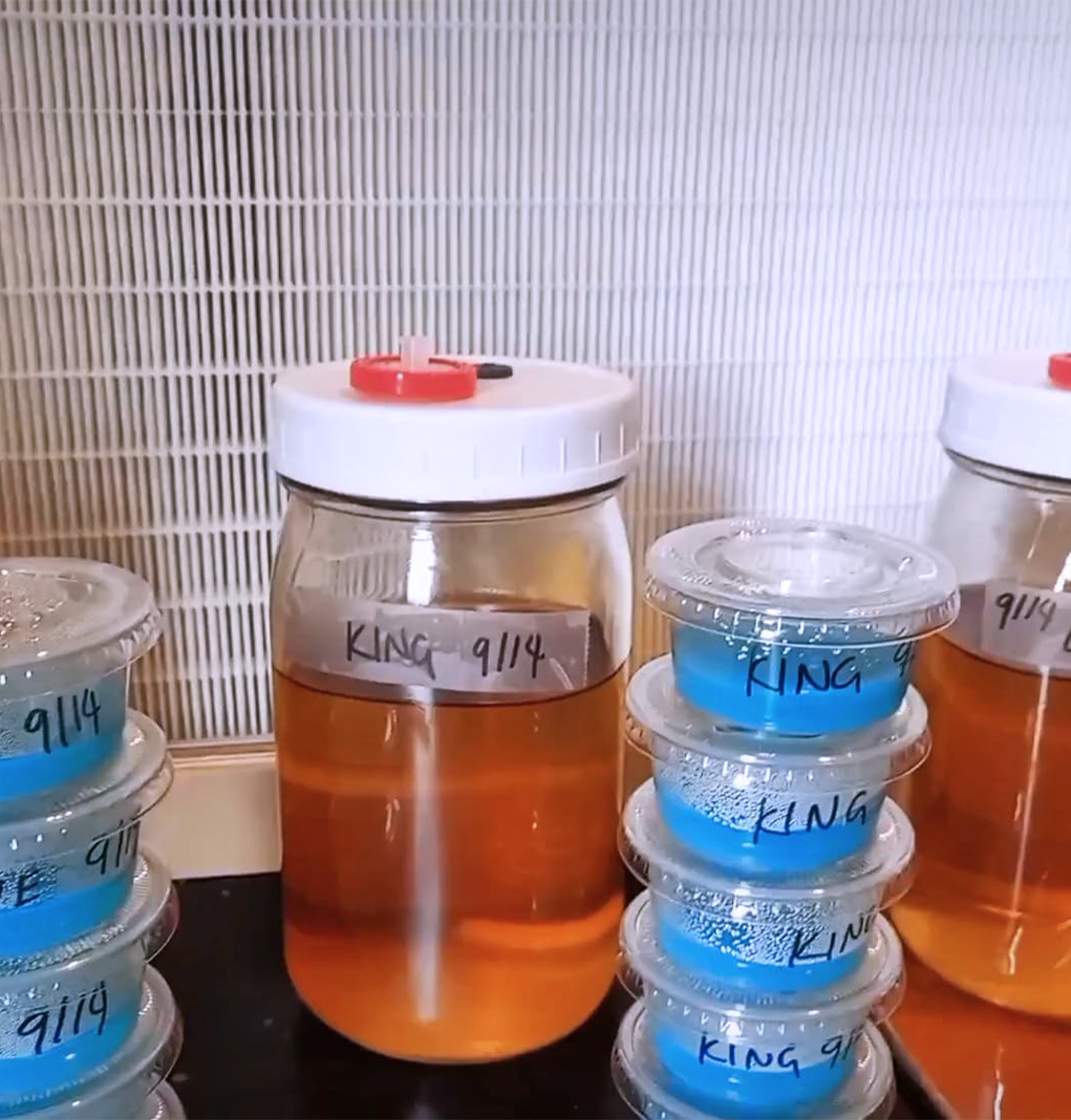 Liquid culture jar and agar Mushrooms Reach Blog